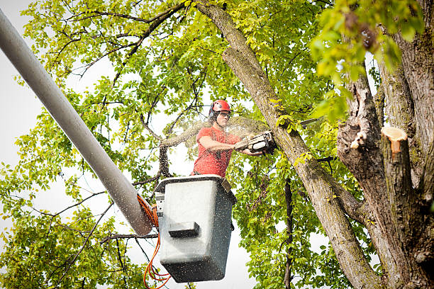 Rogers, MN Tree Care Services Company